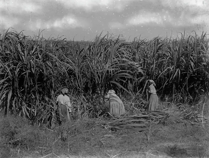 Framed Print : Cutting sugar cane, Baton Rouge, La. between 1900 and 1920. Creator: Unknown Framed Print : Cutting sugar cane, Baton Rouge, La. between 1900 and 1920. Creator: Unknown