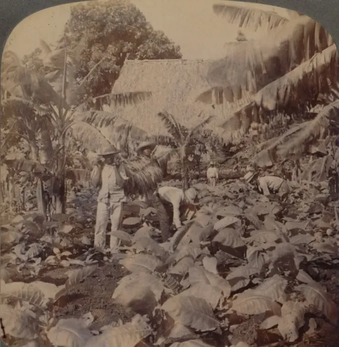 Framed Print : Cutting Tobacco - A Typical Plantation - Province of Havana, Cuba, 1899. Artist: Works and Sun Sculpture Studios Framed Print : Cutting Tobacco - A Typical Plantation - Province of Havana, Cuba, 1899. Artist: Works and Sun Sculpture Studios