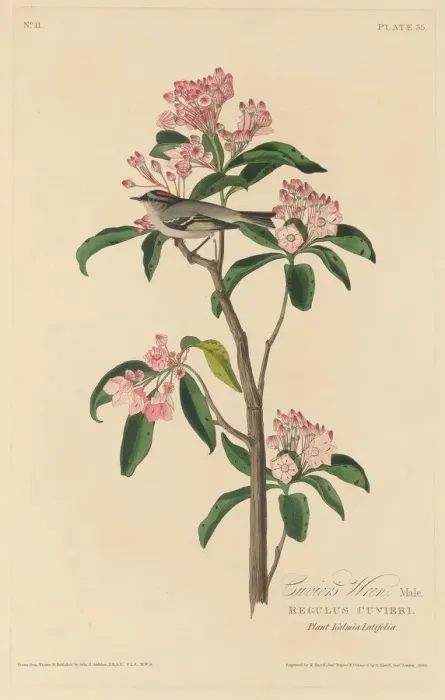 Framed Print : Cuviers Wren, 1829. Creator: Robert Havell Framed Print : Cuviers Wren, 1829. Creator: Robert Havell