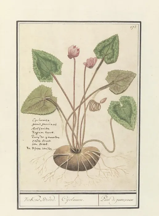 Framed Print : Cyclamen, 1596-1610. Creators: Anselmus de Boodt, Elias Verhulst Framed Print : Cyclamen, 1596-1610. Creators: Anselmus de Boodt, Elias Verhulst