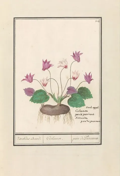 Framed Print : Cyclamen, 1596-1610. Creators: Anselmus de Boodt, Elias Verhulst Framed Print : Cyclamen, 1596-1610. Creators: Anselmus de Boodt, Elias Verhulst