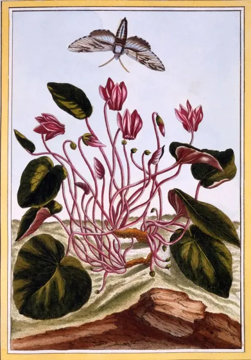 Framed Print : Cyclamen, pub. 1776. Creator: Pierre Joseph Buchoz (1731-1807) Framed Print : Cyclamen, pub. 1776. Creator: Pierre Joseph Buchoz (1731-1807)