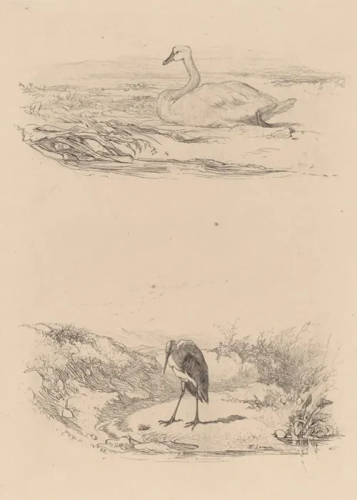 Framed Print : Cygne, heron. Creator: Karl Bodmer Framed Print : Cygne, heron. Creator: Karl Bodmer