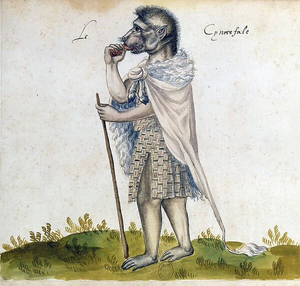 The cynoscephalus, 15th century