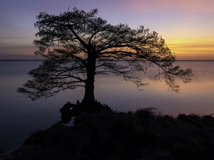 Framed Print : Cypress Sunset. Creator: Eve Turek Framed Print : Cypress Sunset. Creator: Eve Turek