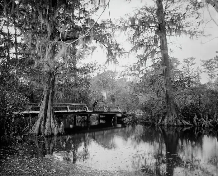 Framed Print : Cypress swamp, between 1880 and 1897. Creator: William H. Jackson Framed Print : Cypress swamp, between 1880 and 1897. Creator: William H. Jackson
