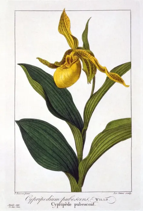 Framed Print : Cypripedium, pub. 1836. Creator: Panacre Bessa (1772-1846) Framed Print : Cypripedium, pub. 1836. Creator: Panacre Bessa (1772-1846)