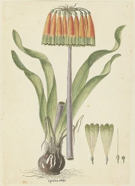 Cyranthus obliquus (L.f.) Aiton (Knysna lily), 1777-1786. Creator: Robert Jacob Gordon