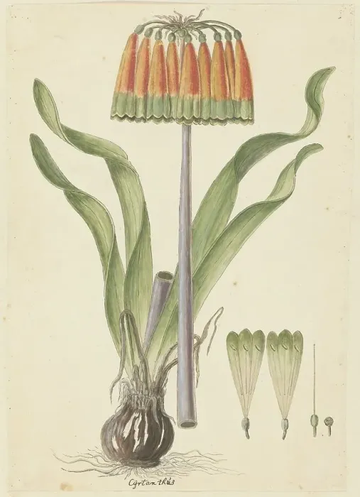 Framed Print : Cyranthus obliquus (L.f.) Aiton (Knysna lily), 1777-1786. Creator: Robert Jacob Gordon Framed Print : Cyranthus obliquus (L.f.) Aiton (Knysna lily), 1777-1786. Creator: Robert Jacob Gordon