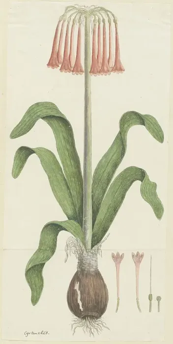 Framed Print : Cyrtanthus carneus Lindl. (Sand-lily), 1777-1786. Creator: Robert Jacob Gordon Framed Print : Cyrtanthus carneus Lindl. (Sand-lily), 1777-1786. Creator: Robert Jacob Gordon