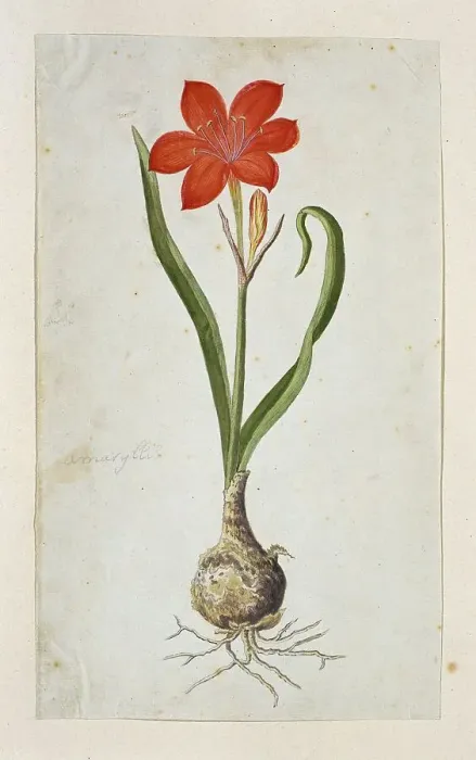 Framed Print : Cyrtanthus elatus (Jacq.) Traub (Flowering valotta; Fire lily; George lily), 1777-1786. Creator: Robert Jacob Gordon Framed Print : Cyrtanthus elatus (Jacq.) Traub (Flowering valotta; Fire lily; George lily), 1777-1786. Creator: Robert Jacob Gordon
