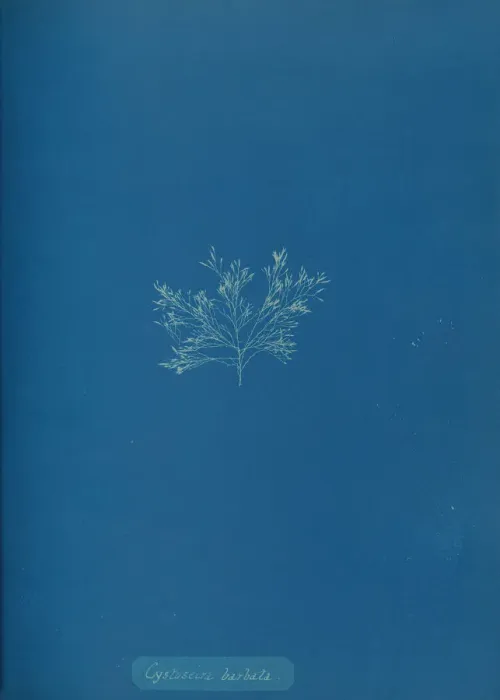 Framed Print : Cystoseira barbata, ca. 1853. Creator: Anna Atkins Framed Print : Cystoseira barbata, ca. 1853. Creator: Anna Atkins