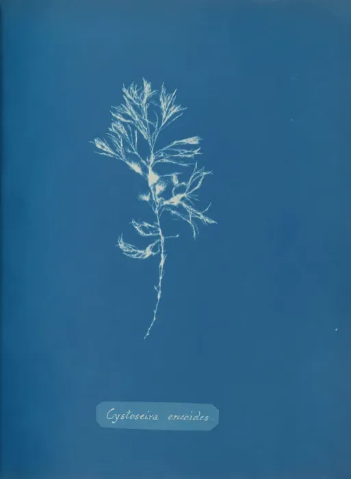 Framed Print : Cystoseira ericoides, ca. 1853. Creator: Anna Atkins Framed Print : Cystoseira ericoides, ca. 1853. Creator: Anna Atkins