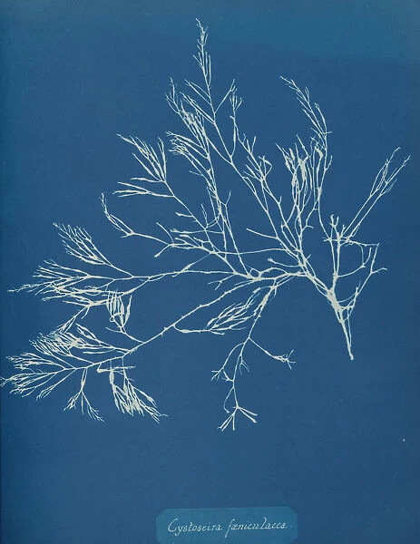 Cystoseira faeniculacea, ca. 1853. Creator: Anna Atkins