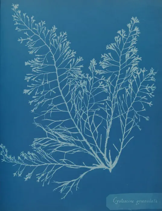 Framed Print : Cystoseira granulata, ca. 1853. Creator: Anna Atkins Framed Print : Cystoseira granulata, ca. 1853. Creator: Anna Atkins