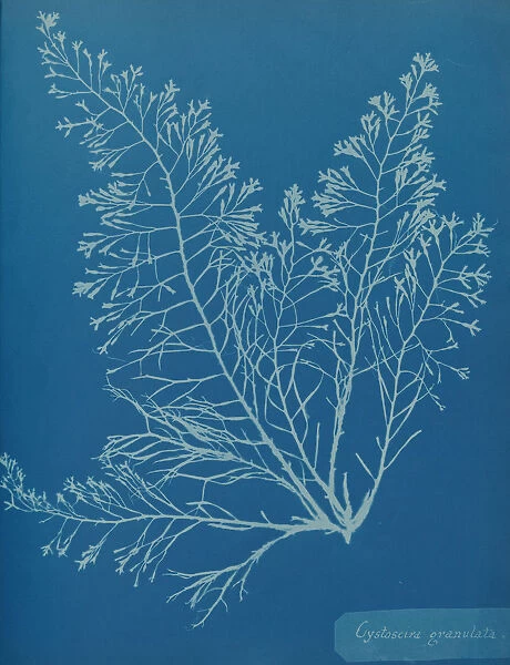 Cystoseira granulata, ca. 1853. Creator: Anna Atkins