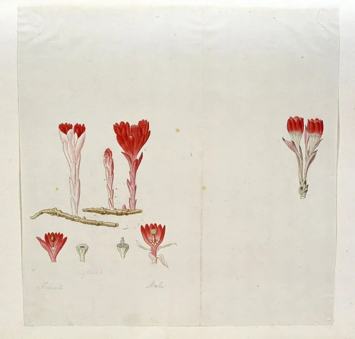 Framed Print : Cytinus Sanguineus (Thunb.) Faurc. 1777-1786. Creator: Robert Jacob Gordon Framed Print : Cytinus Sanguineus (Thunb.) Faurc. 1777-1786. Creator: Robert Jacob Gordon