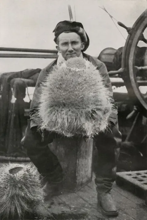 Framed Print : D. G. Lillie, with Some of the Siliceous Sponges, c1911, (1913). Artist: Herbert Ponting Framed Print : D. G. Lillie, with Some of the Siliceous Sponges, c1911, (1913). Artist: Herbert Ponting
