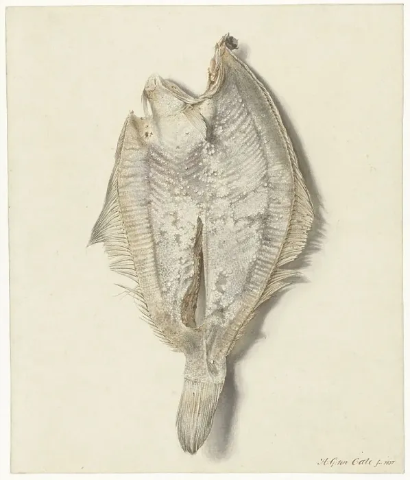 Framed Print : Dab, 1837. Creator: Hendrik Gerrit ten Cate Framed Print : Dab, 1837. Creator: Hendrik Gerrit ten Cate