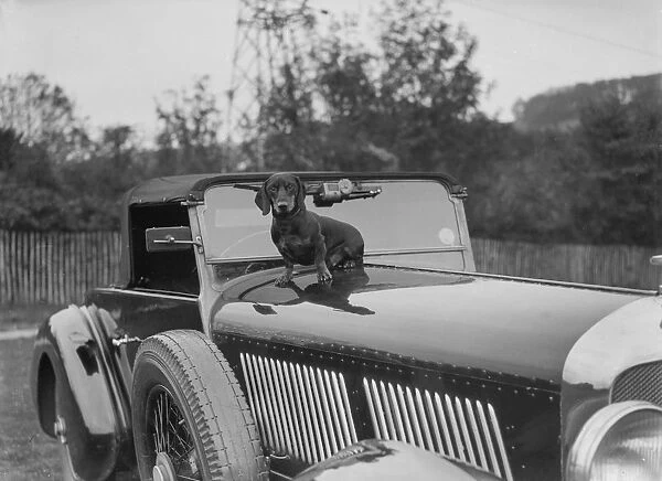 Dachshund sitting on the bonnet of Charles Mortimers Bentley, c1930s Artist: Bill Brunell