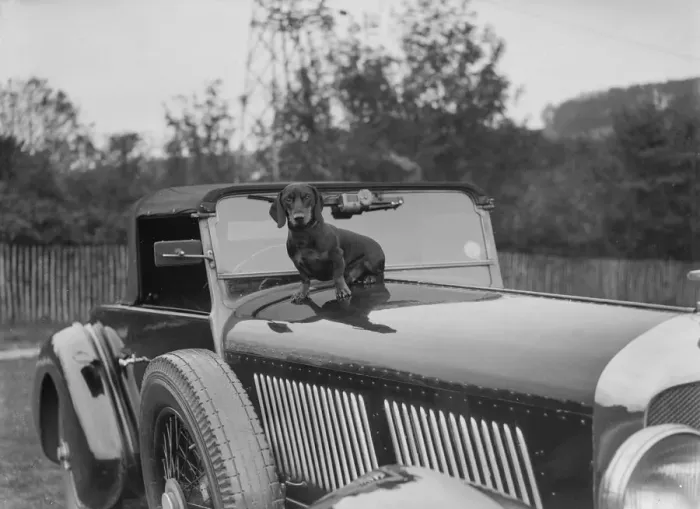 Framed Print : Dachshund sitting on the bonnet of Charles Mortimers Bentley, c1930s Artist: Bill Brunell Framed Print : Dachshund sitting on the bonnet of Charles Mortimers Bentley, c1930s Artist: Bill Brunell
