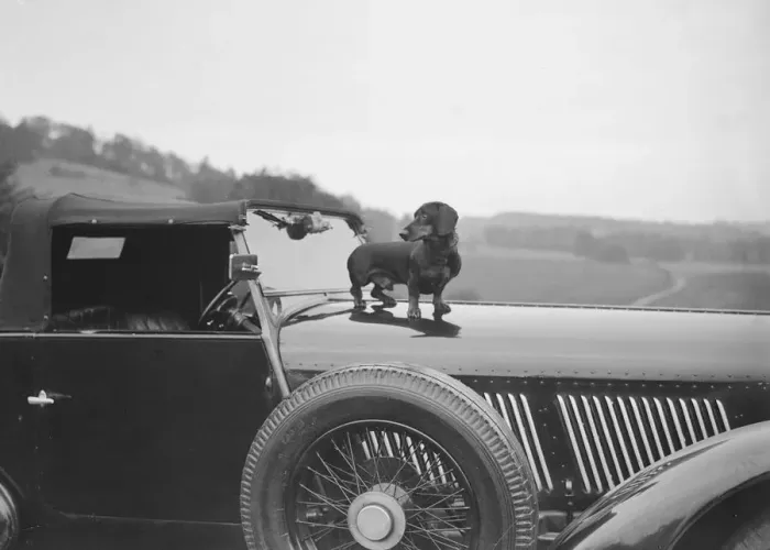 Framed Print : Dachshund standing on the bonnet of Charles Mortimers Bentley, c1930s Artist: Bill Brunell Framed Print : Dachshund standing on the bonnet of Charles Mortimers Bentley, c1930s Artist: Bill Brunell