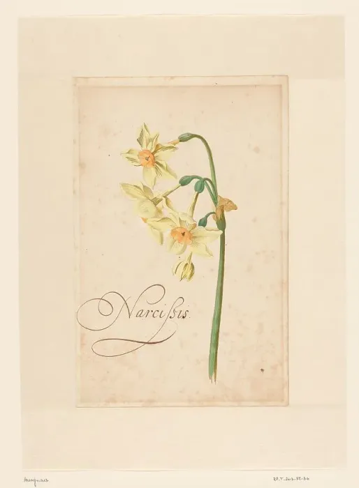 Framed Print : Daffodil, 1650-1699. Creator: Anon Framed Print : Daffodil, 1650-1699. Creator: Anon