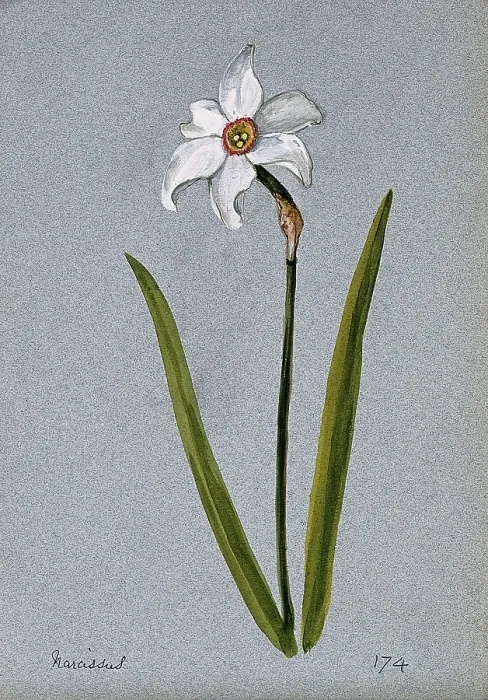 Framed Print : Daffodil (Narcissus species): flowering stem. Creator: Unknown Framed Print : Daffodil (Narcissus species): flowering stem. Creator: Unknown