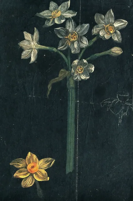 Framed Print : Daffodil (Narcissus species): flowering stem with separate flower. Creator: Unknown Framed Print : Daffodil (Narcissus species): flowering stem with separate flower. Creator: Unknown