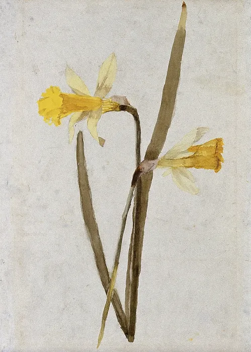 Framed Print : Daffodils (Narcissus): flowers and leaves, c1890s. Creator: Hester Royd Carpenter Framed Print : Daffodils (Narcissus): flowers and leaves, c1890s. Creator: Hester Royd Carpenter