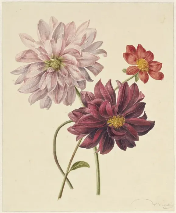 Framed Print : Dahlias, 1835-1904. Creators: Willem Hekking I, Willem Hekking Framed Print : Dahlias, 1835-1904. Creators: Willem Hekking I, Willem Hekking