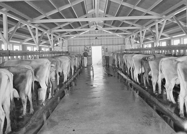 Dairy farm and herd, FSA Mineral King Cooperative Association, Tulare County, California, 1939. Creator: Dorothea Lange