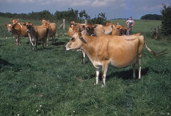 Dairy Herd Farming in Yorkshire, 20th century. Artist: CM Dixon