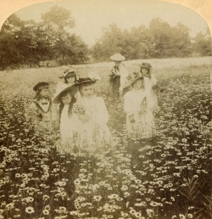 Framed Print : In the Daisy Field: Sweet Flow ret of the Rural Glade, 1896. Creator: Unknown Framed Print : In the Daisy Field: Sweet Flow ret of the Rural Glade, 1896. Creator: Unknown