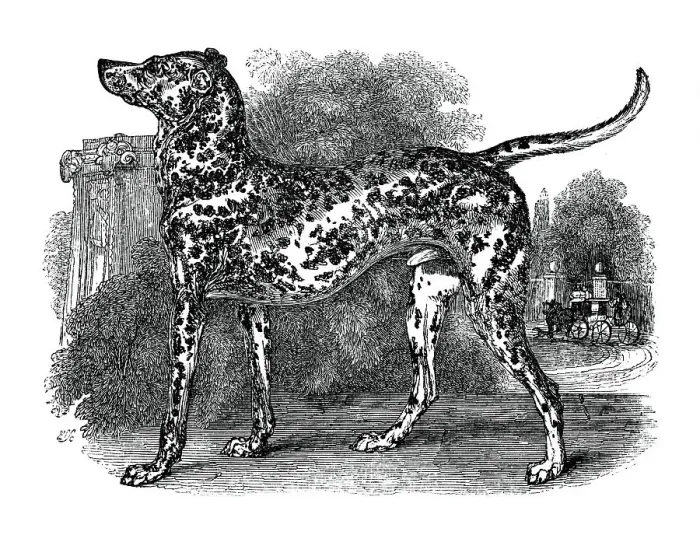 Framed Print : Dalmatian dog, 1848 Framed Print : Dalmatian dog, 1848