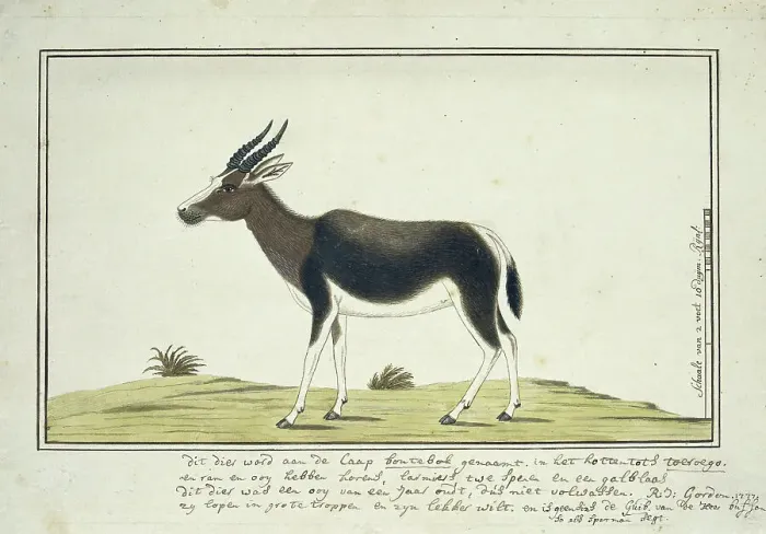 Framed Print : Damaliscus pygargus pygarus (Bontebok), 1777. Creator: Robert Jacob Gordon Framed Print : Damaliscus pygargus pygarus (Bontebok), 1777. Creator: Robert Jacob Gordon