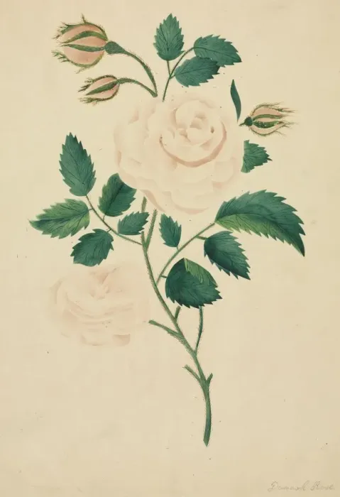 Framed Print : Damask Rose. Creator: Mary Altha Nims (American, 1817-1907) Framed Print : Damask Rose. Creator: Mary Altha Nims (American, 1817-1907)