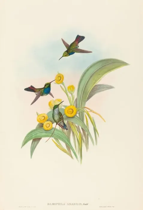 Framed Print : Damophila amabilis (Blue-breasted Hummingbird). Creators: John Gould Framed Print : Damophila amabilis (Blue-breasted Hummingbird). Creators: John Gould