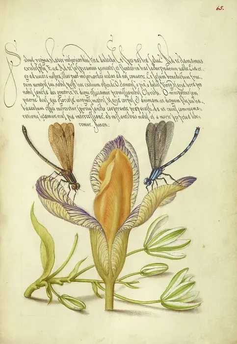 Framed Print : Damselflies, Spanish Iris, and Star-of-Bethlehem, 1561-1562; illumination added 1591-1596. Creator: Joris Hoefnagel Framed Print : Damselflies, Spanish Iris, and Star-of-Bethlehem, 1561-1562; illumination added 1591-1596. Creator: Joris Hoefnagel
