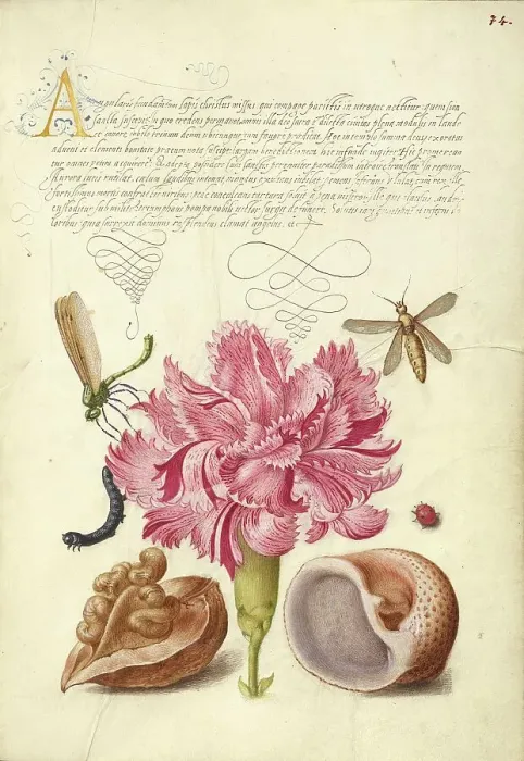 Framed Print : Damselfly, Carnation, Caterpillar, Ladybird, English Walnut... 1561-2; illumination 1591-6. Creator: Joris Hoefnagel Framed Print : Damselfly, Carnation, Caterpillar, Ladybird, English Walnut... 1561-2; illumination 1591-6. Creator: Joris Hoefnagel