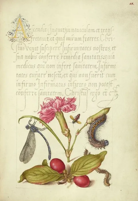 Framed Print : Damselfly, Carnation, Firebug, Caterpillar, Carnelian Cherry, and... 1561-2; illumination 1591-6. Creator: Joris Hoefnagel Framed Print : Damselfly, Carnation, Firebug, Caterpillar, Carnelian Cherry, and... 1561-2; illumination 1591-6. Creator: Joris Hoefnagel