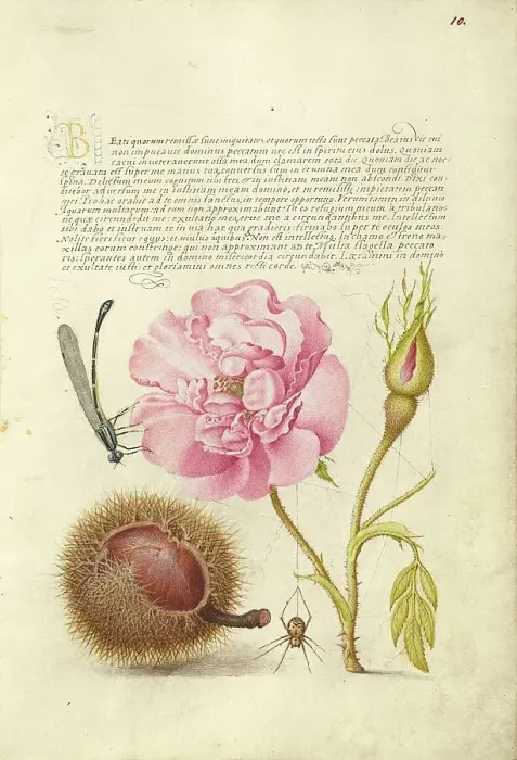 Framed Print : Damselfly, French Rose, Spanish Chestnut, and Spider, 1561-1562; illumination added 1591-1596. Creator: Joris Hoefnagel Framed Print : Damselfly, French Rose, Spanish Chestnut, and Spider, 1561-1562; illumination added 1591-1596. Creator: Joris Hoefnagel