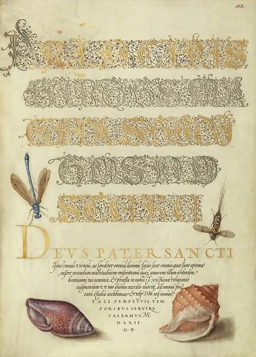 Framed Print : Damselfly, Insect, and Marine Mollusks, 1561-1562; illumination added 1591-1596. Creator: Joris Hoefnagel Framed Print : Damselfly, Insect, and Marine Mollusks, 1561-1562; illumination added 1591-1596. Creator: Joris Hoefnagel