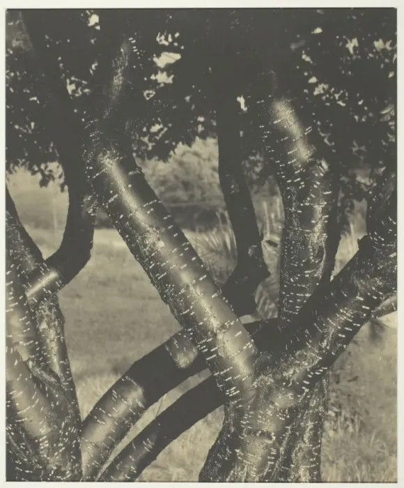 Framed Print : The Dancing Trees, 1922. Creator: Alfred Stieglitz Framed Print : The Dancing Trees, 1922. Creator: Alfred Stieglitz