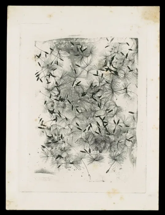 Framed Print : [Dandelion Seeds], 1858 or later. Creator: William Henry Fox Talbot