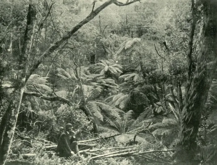 Framed Print : In the Dandenong Ranges, 1901. Creator: Unknown Framed Print : In the Dandenong Ranges, 1901. Creator: Unknown