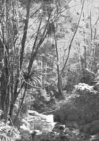 Dans la foret de Madilo (jadis foret vierge de Madagascar); Iles Africaines de la mer... 1914. Creator: Unknown