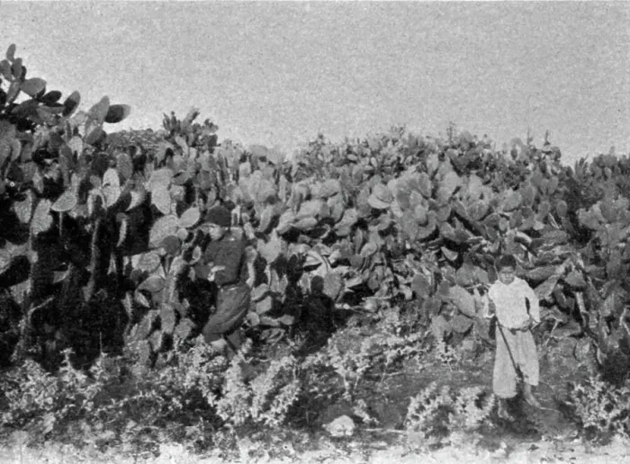 Framed Print : Dans la plaine de Kaiouan. Un buisson de cactus; Afrique du nord, 1914. Creator: Charles Chusseau-Flaviens Framed Print : Dans la plaine de Kaiouan. Un buisson de cactus; Afrique du nord, 1914. Creator: Charles Chusseau-Flaviens