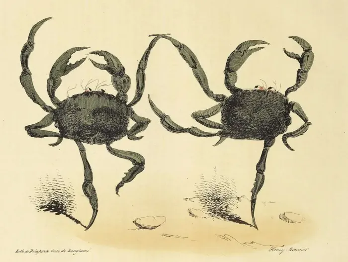 Framed Print : Danse Fantastique from La Caricature, pub. 1831 (lithograph), 1831. Creator: Henry Monnier Framed Print : Danse Fantastique from La Caricature, pub. 1831 (lithograph), 1831. Creator: Henry Monnier