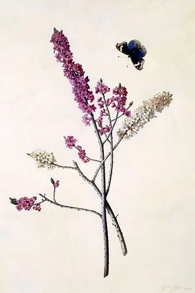Daphne Mezereum with butterfly, c. 1740 (hand coloured engraving)